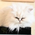 Avatar du membre